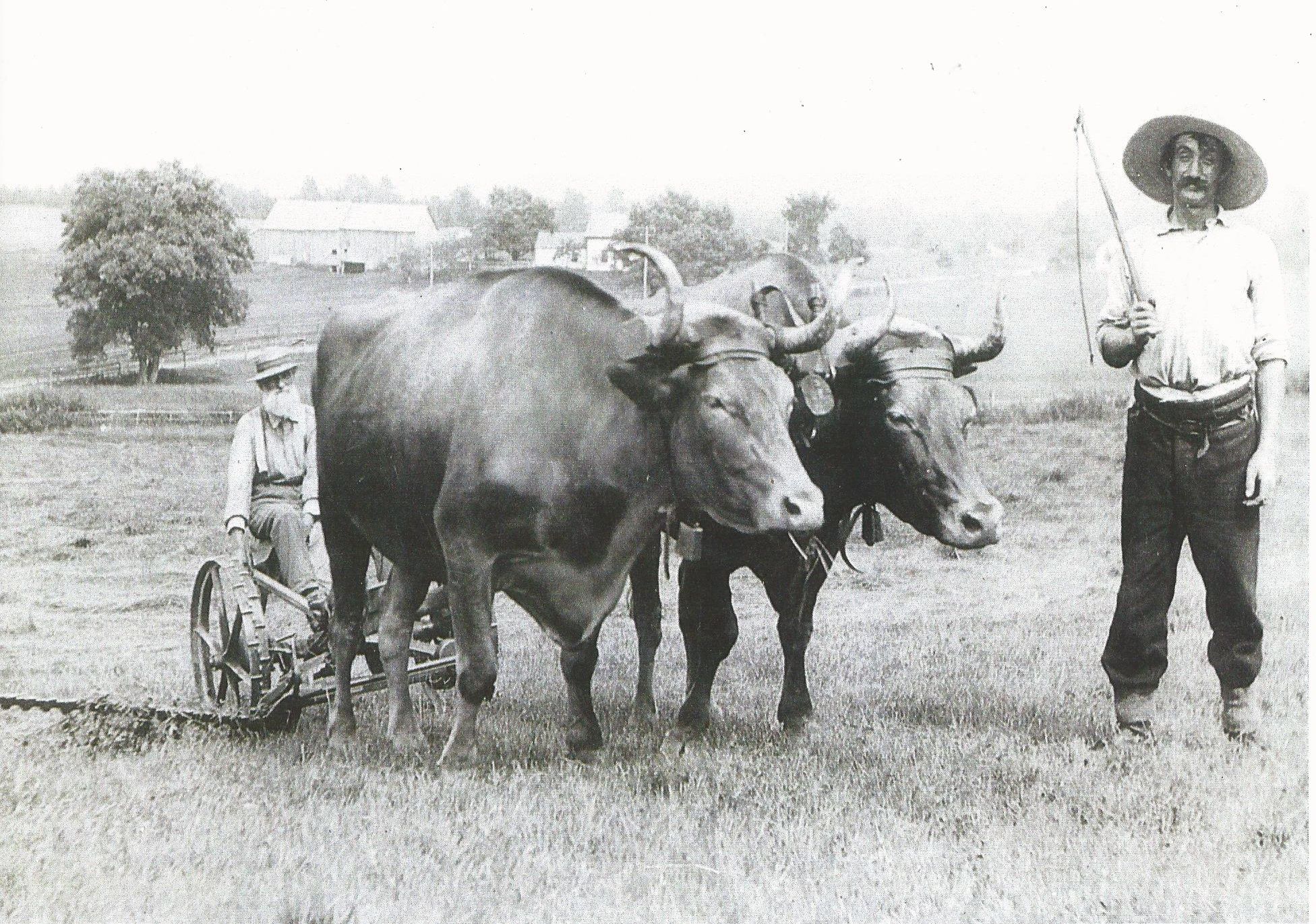 Charles&Abijah horse farm history